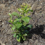 Thumbnail of post image 041